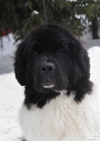 Фото: ньюфаундленд Kloofbears Life Goes on at Sent Djons