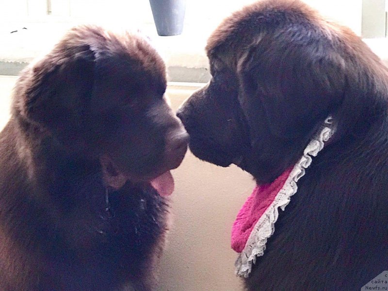 Фото: ньюфаундленд Brownblood MSK Alfa-Romeo Gold Baddy (Браунблад МСК Альфа-Ромео Голд Бадди), ньюфаундленд Vaskipuron Hercules Hirmuinen