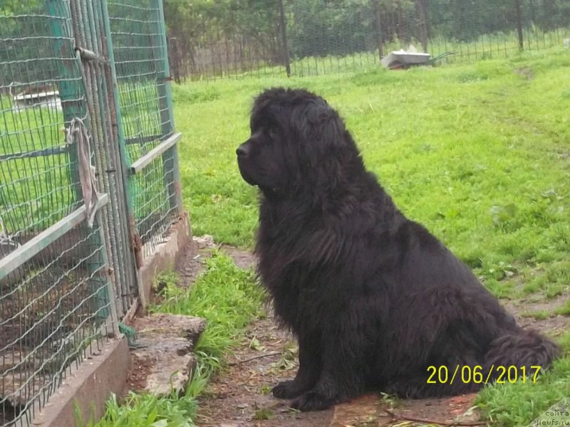 Фото: ньюфаундленд Super Premium Nemessis (Супер Премиум Немессис)