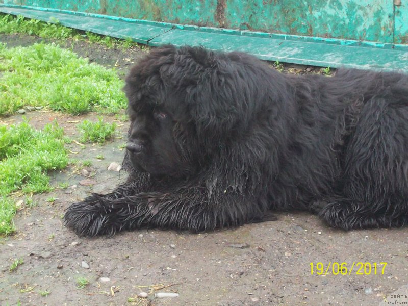 Фото: ньюфаундленд Super Premium Nao Del Trato (Супер Премиум Нао Дел Трато)