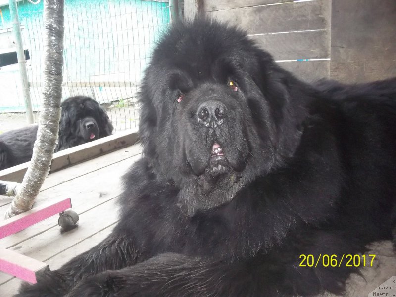 Фото: ньюфаундленд Super Premium Mikado (Супер Премиум Микадо)