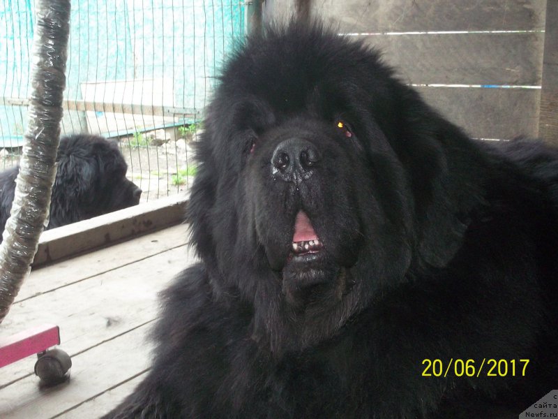 Фото: ньюфаундленд Super Premium Mikado (Супер Премиум Микадо)