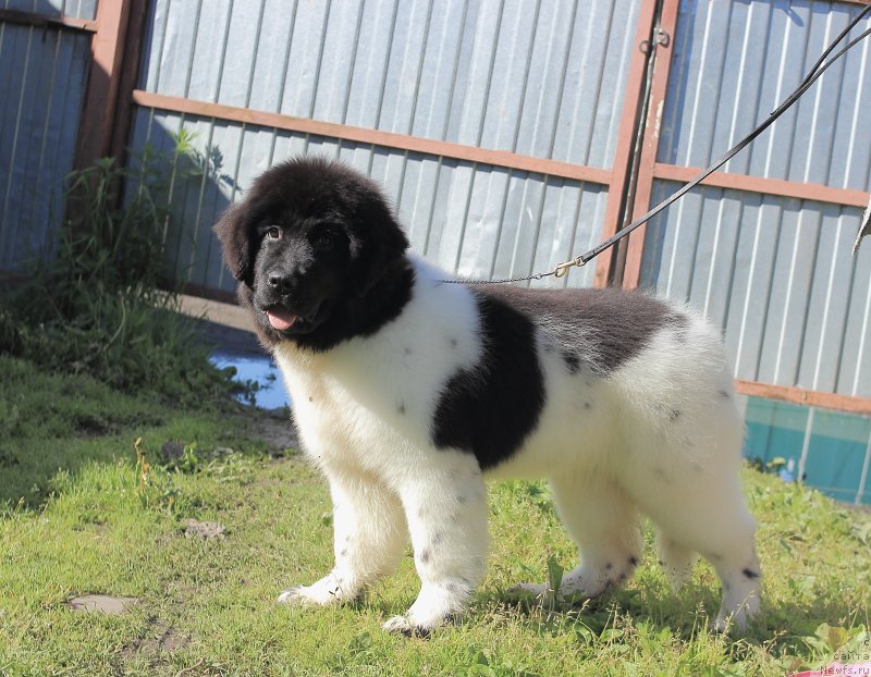 Фото: ньюфаундленд Terra Viktoriya Zametti Rouz (Терра Виктория Заметти Роуз)