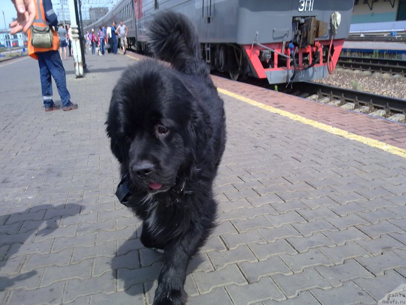 Фото: ньюфаундленд Super Premium Stim (Супер Премиум Стим)