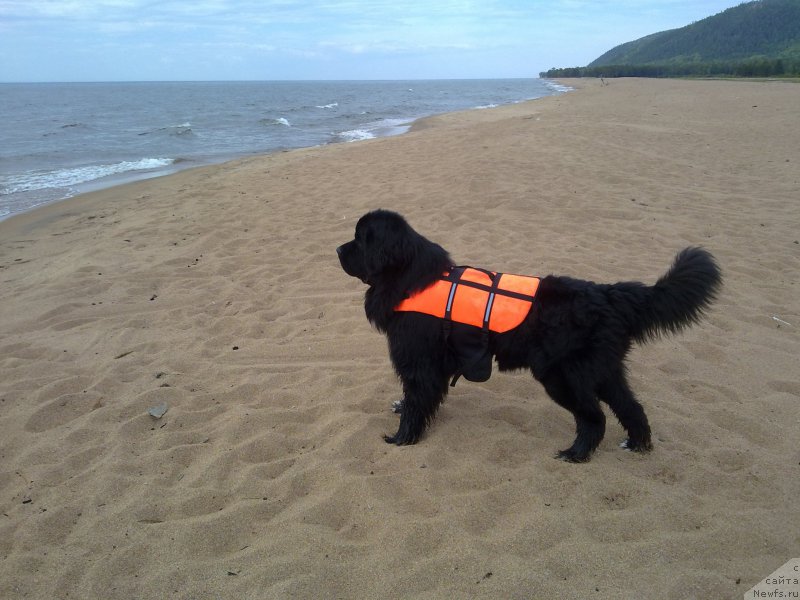 Фото: ньюфаундленд Super Premium Stim (Супер Премиум Стим)