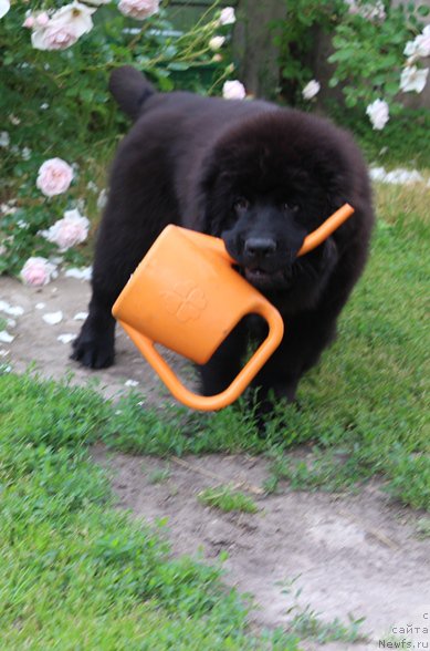 Фото: ньюфаундленд Harley Sozvezdie Istini