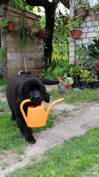 Фото: ньюфаундленд Harley Sozvezdie Istini