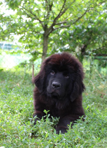 Фото: ньюфаундленд Harley Sozvezdie Istini