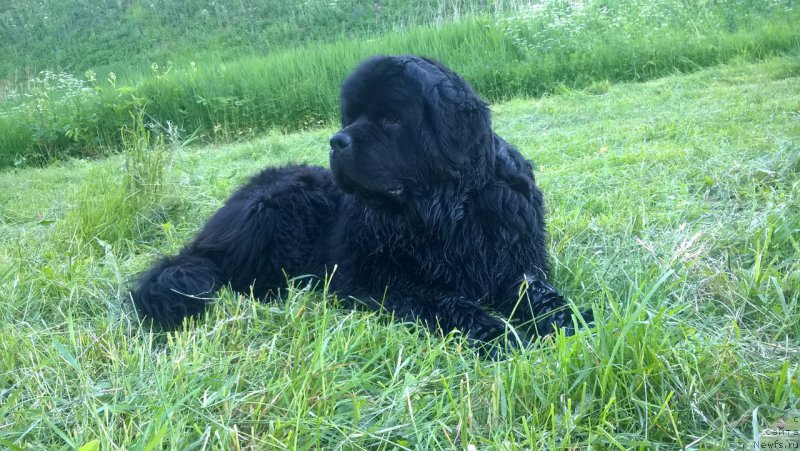 Фото: ньюфаундленд Idilliya Iskrometnaya (Идиллия Искрометная)