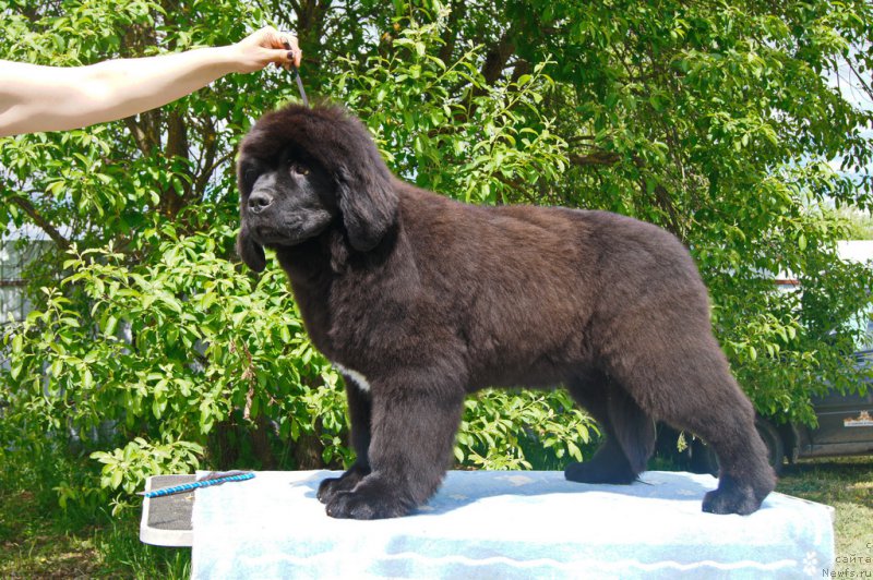 Фото: ньюфаундленд Darkflight Ioshi (Даркфлайт Иоши)