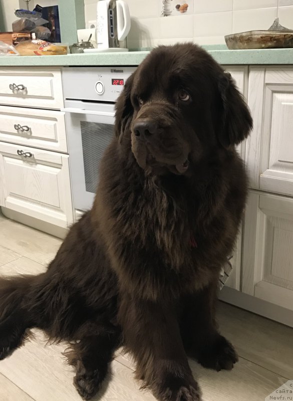 Фото: ньюфаундленд Nyesh Sollar Vind (Нэш Соллар Винд)