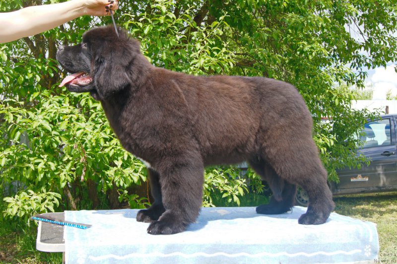 Фото: ньюфаундленд Darkflight Ioshi (Даркфлайт Иоши)