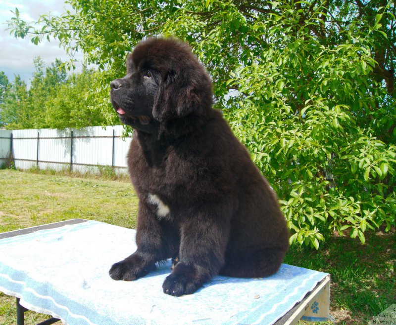 Фото: ньюфаундленд Darkflight Ioshi (Даркфлайт Иоши)