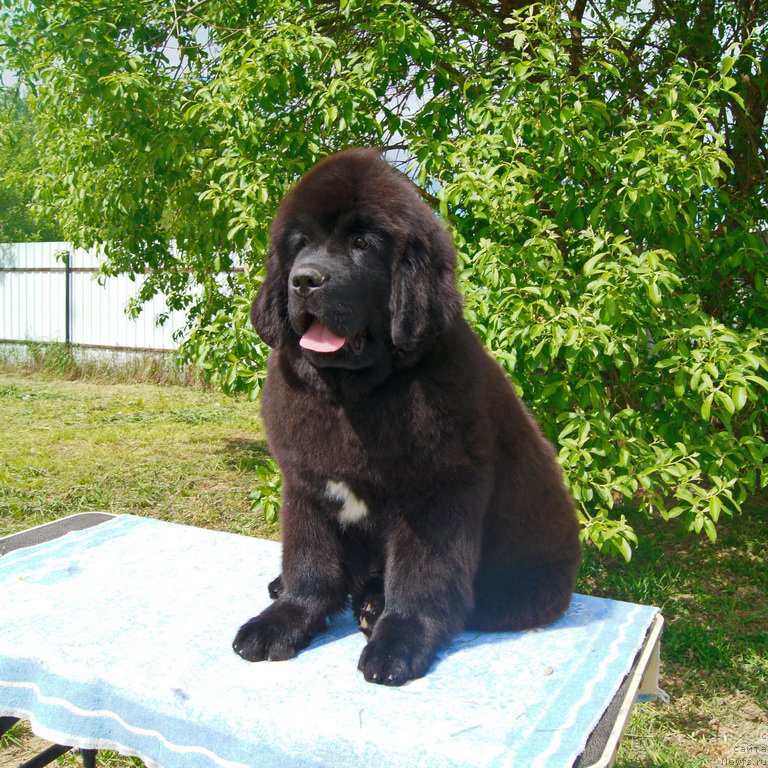 Фото: ньюфаундленд Darkflight Ioshi (Даркфлайт Иоши)