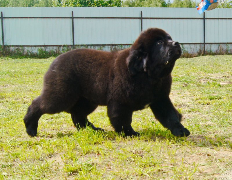 Фото: ньюфаундленд Darkflight Ioshi (Даркфлайт Иоши)