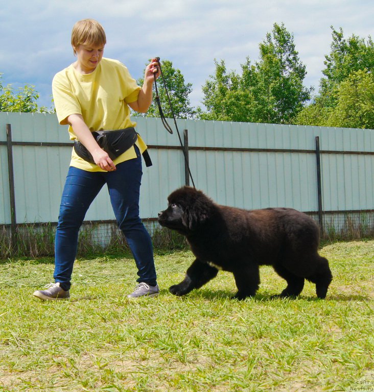Фото: ньюфаундленд Darkflight Ioshi (Даркфлайт Иоши)