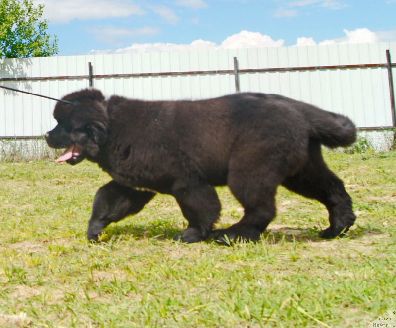Фото: ньюфаундленд Darkflight Ioshi (Даркфлайт Иоши)