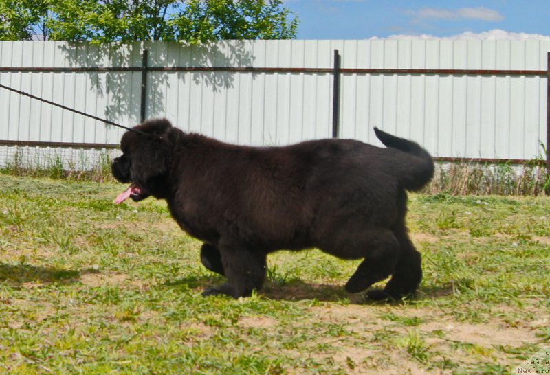 Фото: ньюфаундленд Darkflight Ioshi (Даркфлайт Иоши)