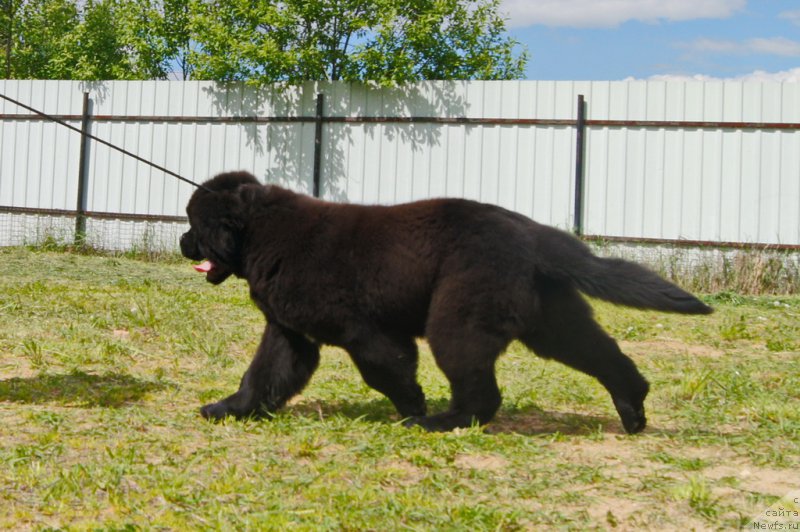 Фото: ньюфаундленд Darkflight Ioshi (Даркфлайт Иоши)