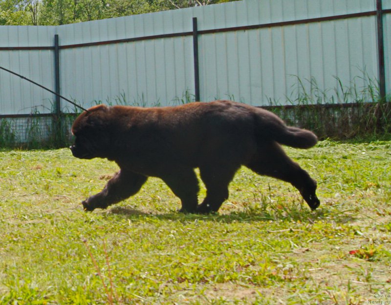 Фото: ньюфаундленд Darkflight Ioshi (Даркфлайт Иоши)