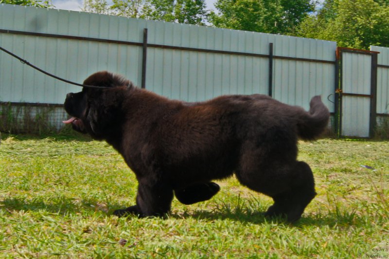 Фото: ньюфаундленд Darkflight Ioshi (Даркфлайт Иоши)