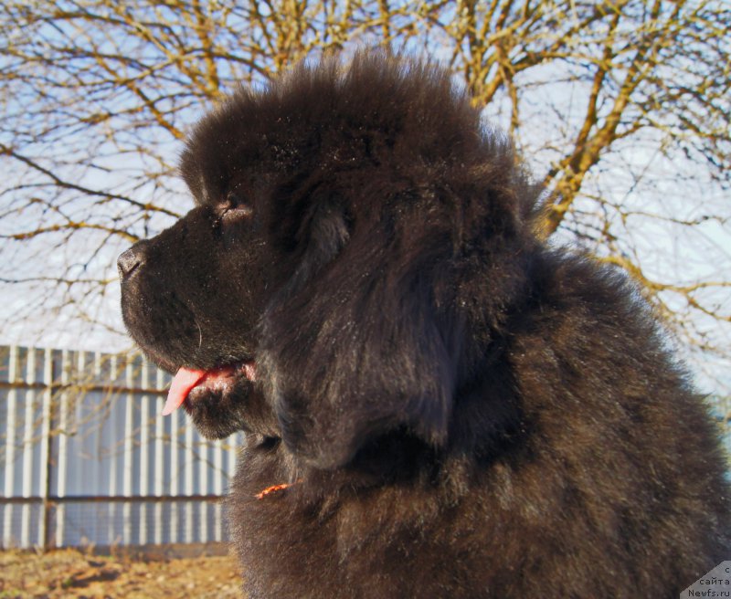 Фото: ньюфаундленд Darkflight Ioshi (Даркфлайт Иоши)