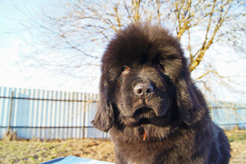 Фото: ньюфаундленд Darkflight Ioshi (Даркфлайт Иоши)