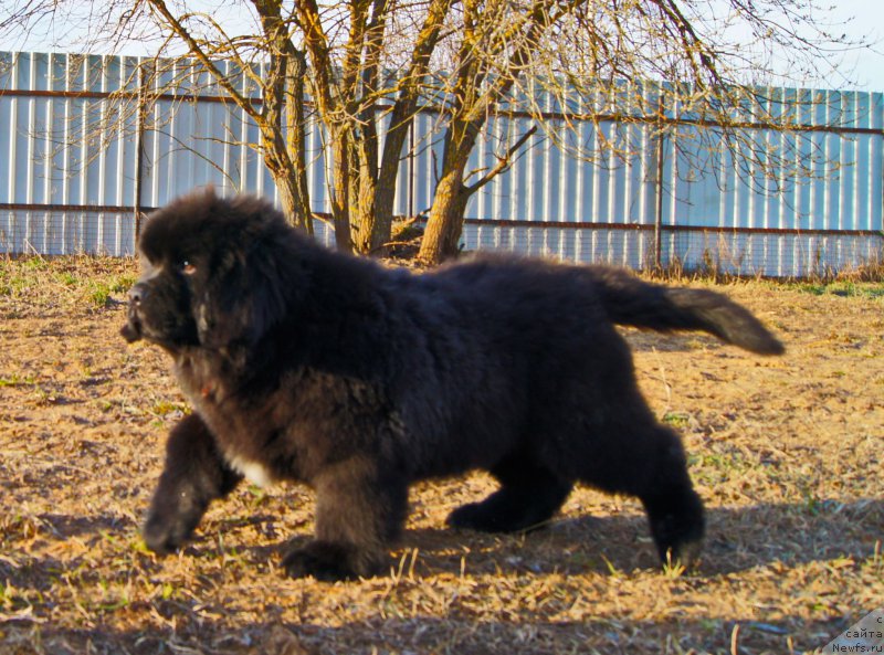 Фото: ньюфаундленд Darkflight Ioshi (Даркфлайт Иоши)