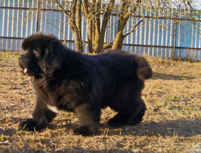 Фото: ньюфаундленд Darkflight Ioshi (Даркфлайт Иоши)