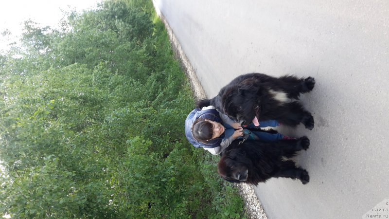 Фото: ньюфаундленд Krass (Красс), ньюфаундленд Dark Pride Van Gogh (Дак Прайд Ван Гог)