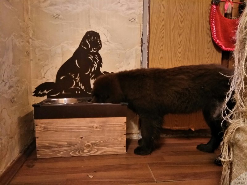 Фото: ньюфаундленд Brownblood MSK Livona Liba (Браунблад МСК Ливона Либа)