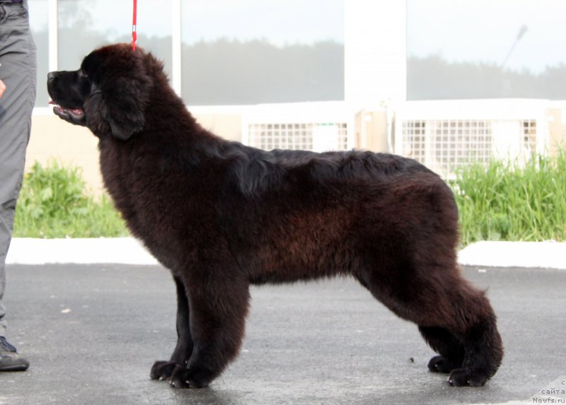 Фото: ньюфаундленд Akvian Song Tess (Аквиан Сонг Тесс)