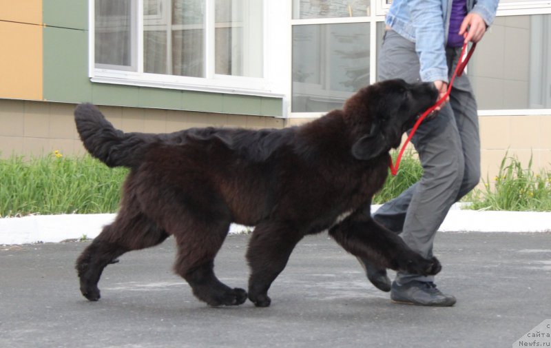 Фото: ньюфаундленд Akvian Song Tess (Аквиан Сонг Тесс)