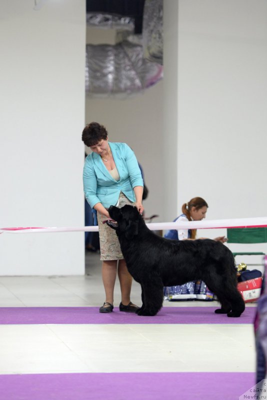 Фото: ньюфаундленд Darkflight Zharkaya Polnoch (Даркфлайт Жаркая Полночь)