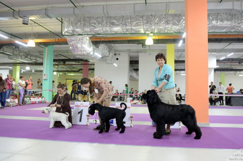 Фото: ньюфаундленд Darkflight Zharkaya Polnoch (Даркфлайт Жаркая Полночь)