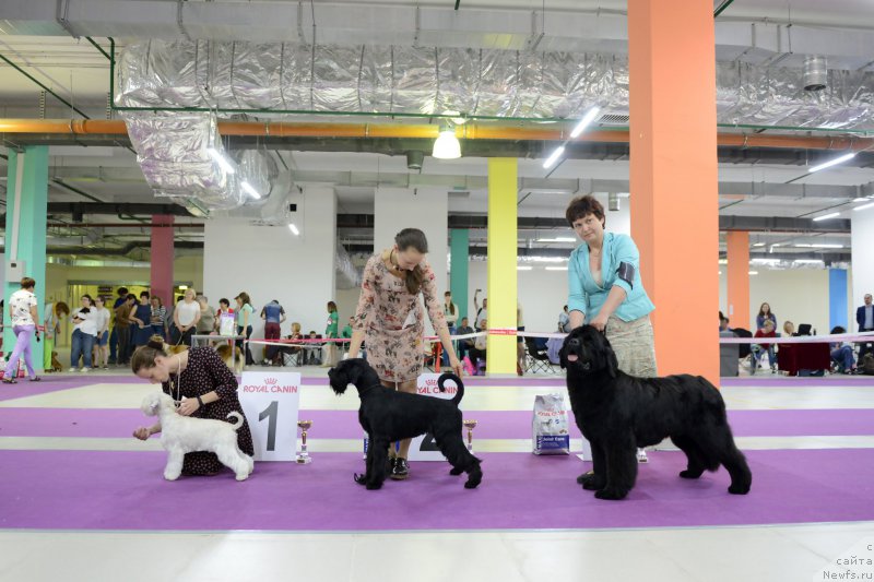 Фото: ньюфаундленд Darkflight Zharkaya Polnoch (Даркфлайт Жаркая Полночь)