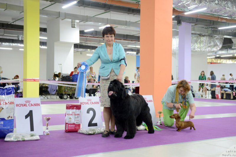 Фото: ньюфаундленд Darkflight Zharkaya Polnoch (Даркфлайт Жаркая Полночь)