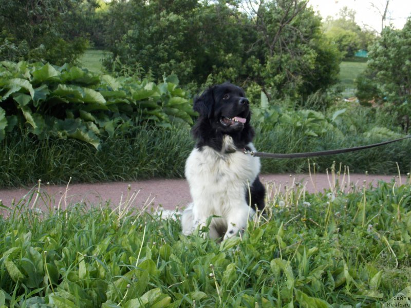 Фото: ньюфаундленд Sent Djons Prima de Ferolli (Сент Джонс Прима де Феролли)