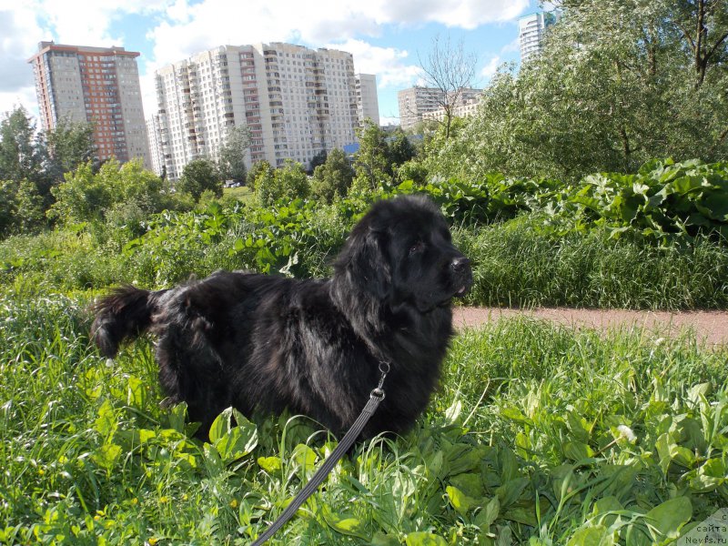 Фото: ньюфаундленд Lepestok Lilii (Лепесток Лилии)