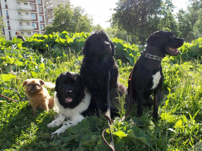 Фото: ньюфаундленд Lepestok Lilii (Лепесток Лилии), ньюфаундленд Sent Djons Prima de Ferolli (Сент Джонс Прима де Феролли), корсо Дари, гриффон Хэппи