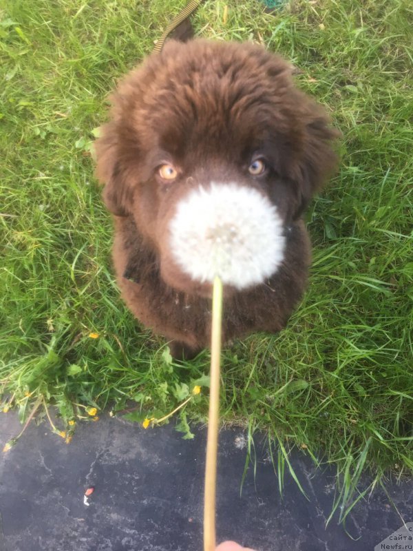 Фото: ньюфаундленд Brownblood MSK Larchie Ardon (Браунблад МСК Ларчи Ардон)
