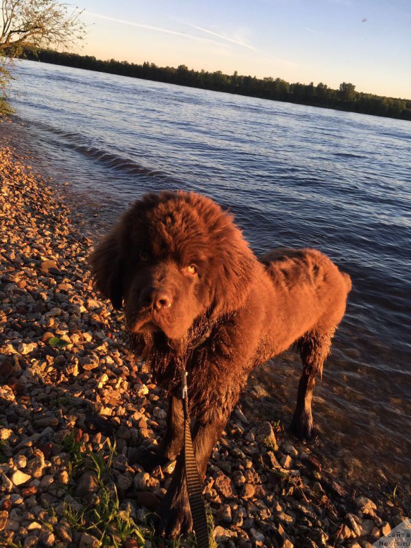 Фото: ньюфаундленд Brownblood MSK Larchie Ardon (Браунблад МСК Ларчи Ардон)