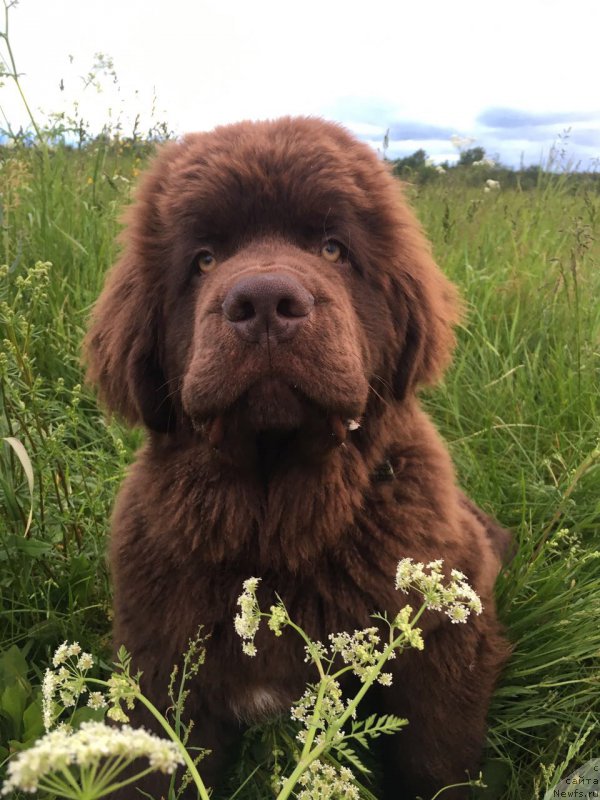 Фото: ньюфаундленд Brownblood MSK Larchie Ardon (Браунблад МСК Ларчи Ардон)
