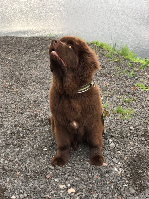 Фото: ньюфаундленд Brownblood MSK Larchie Ardon (Браунблад МСК Ларчи Ардон)