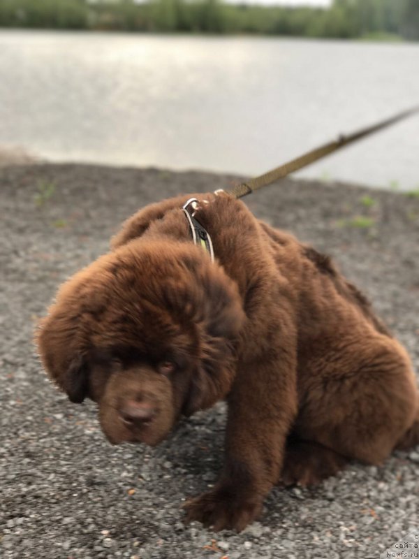 Фото: ньюфаундленд Brownblood MSK Larchie Ardon (Браунблад МСК Ларчи Ардон)