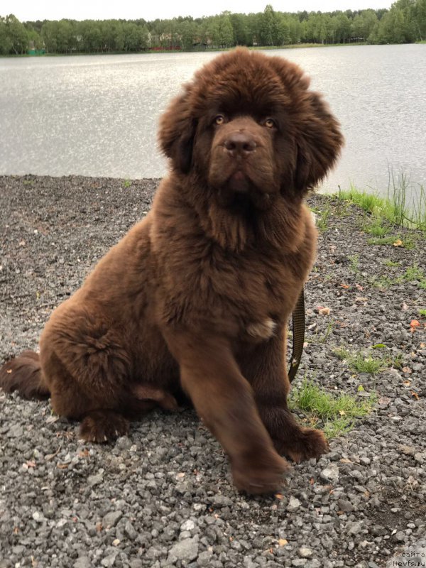Фото: ньюфаундленд Brownblood MSK Larchie Ardon (Браунблад МСК Ларчи Ардон)