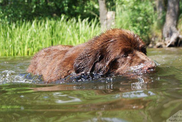Фото: ньюфаундленд Brownblood MSK Armata Loyar Aid (Браунблад МСК Армата Лойар Аид)