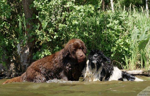 Фото: ньюфаундленд Brownblood MSK Armata Loyar Aid (Браунблад МСК Армата Лойар Аид)