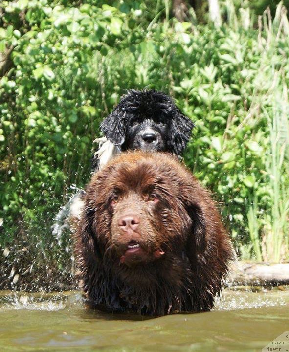 Фото: ньюфаундленд Brownblood MSK Armata Loyar Aid (Браунблад МСК Армата Лойар Аид)