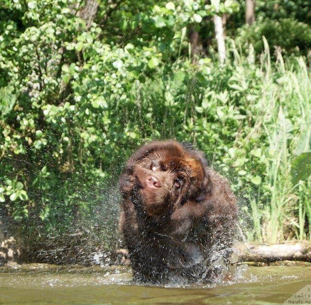 Фото: ньюфаундленд Brownblood MSK Armata Loyar Aid (Браунблад МСК Армата Лойар Аид)
